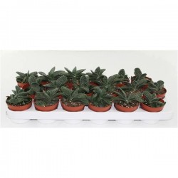 Gasteria minor