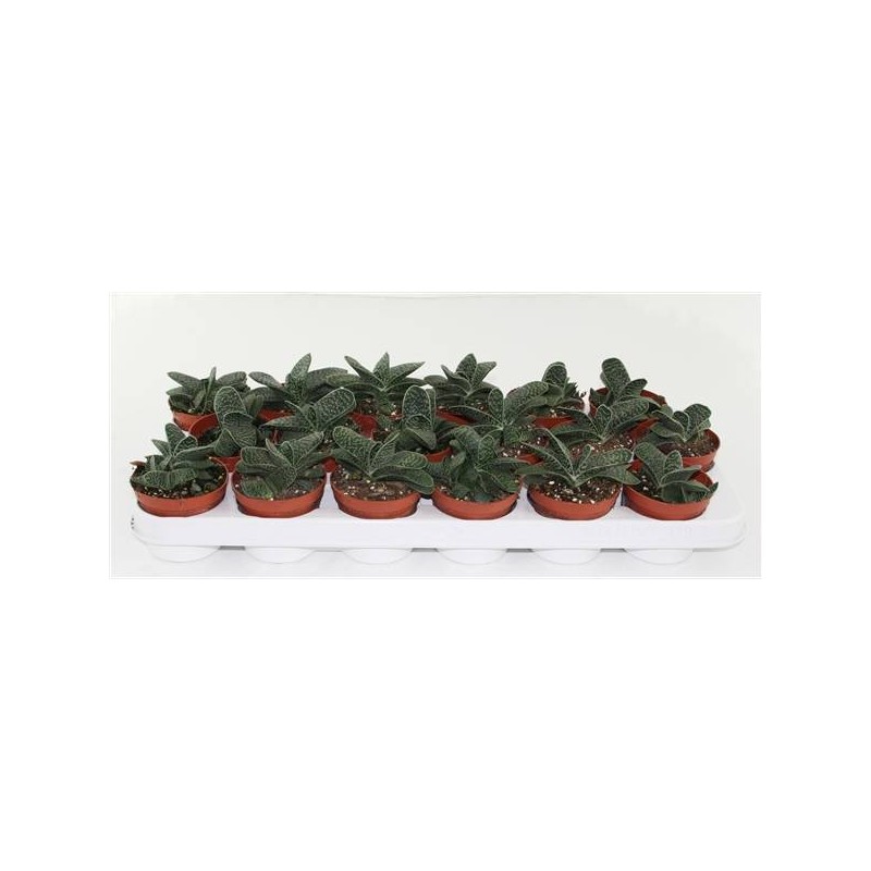 Gasteria minor