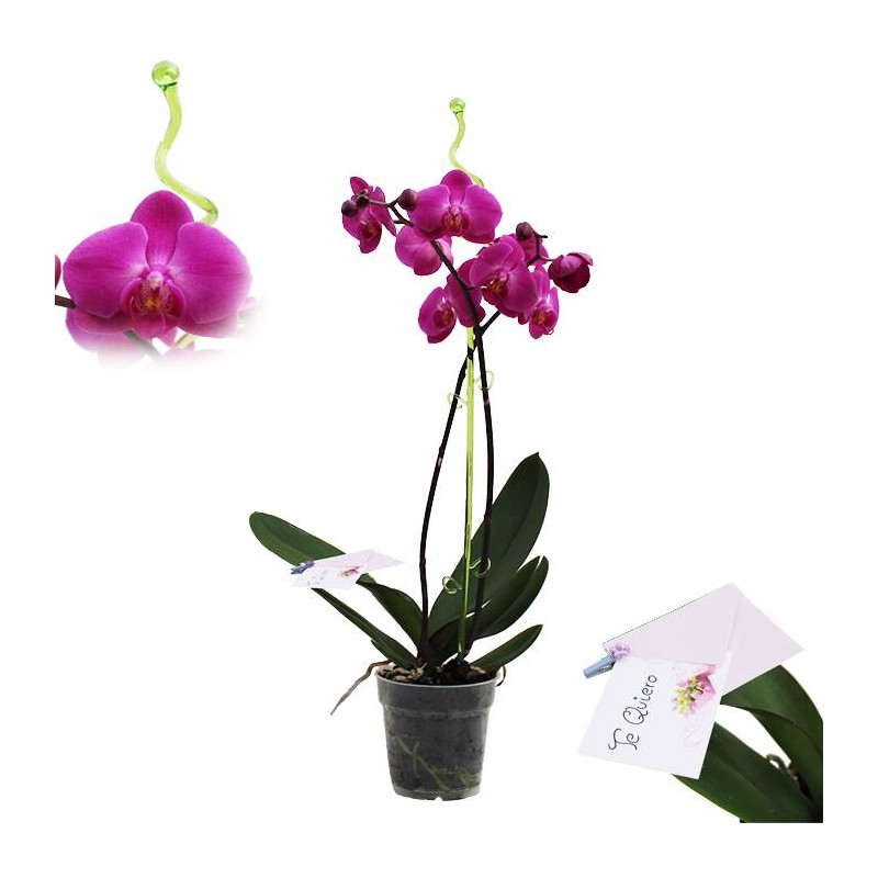 Orquídea phalaenopsis dos varas + tutor+ targeta con mensage.