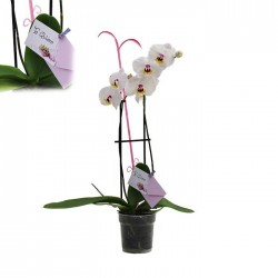 Orquídea phalaenopsis dos varas + tutor+ targeta con mensage.