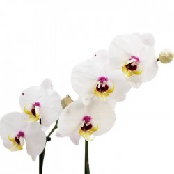 Orquídea phalaenopsis dos varas + tutor+ targeta con mensage.
