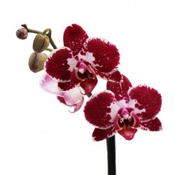 Orquídea phalaenopsis dos varas + tutor+ targeta con mensage.