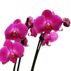 Orquídea phalaenopsis dos varas + tutor+ targeta con mensage.