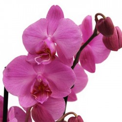 Orquídea phalaenopsis dos varas + tutor+ targeta con mensage.