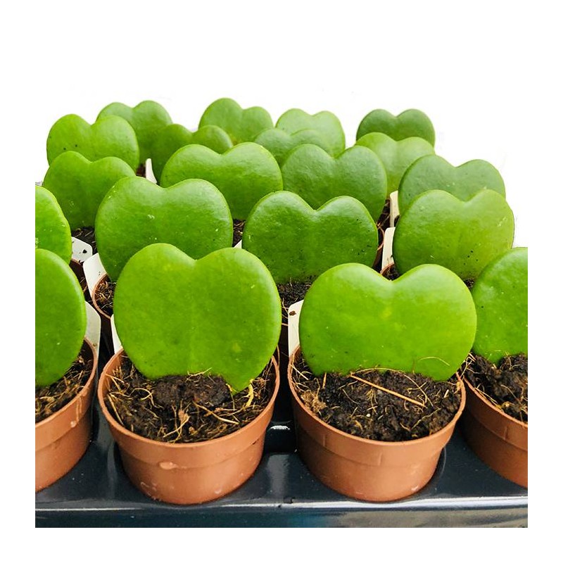 Hoya kerrii