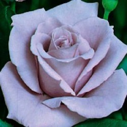 Rosal noche azul
