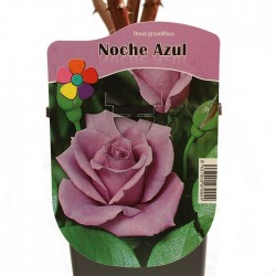 Rosal noche azul