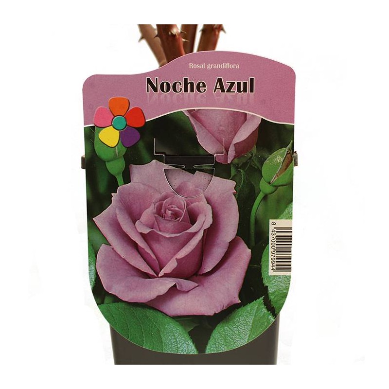 Rosal noche azul