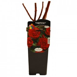 Rosal capricia