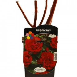 Rosal capricia