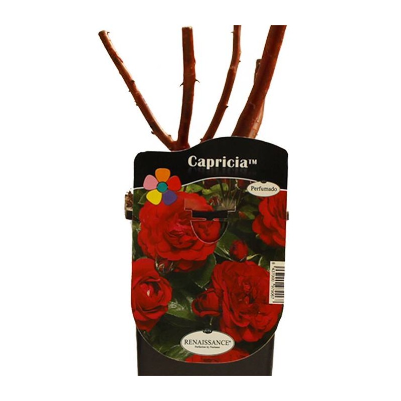 Rosal capricia