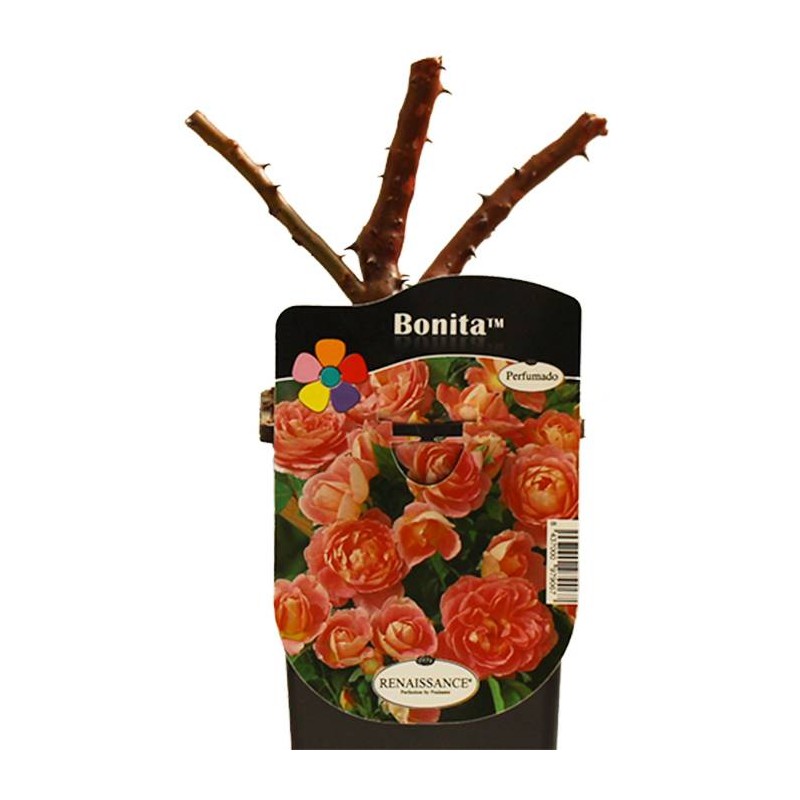 Rosal bonita