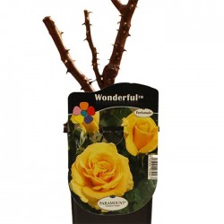 Rosal wondelful