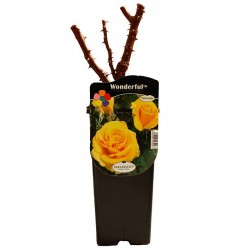 Rosal wondelful