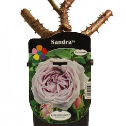 Rosal Sandra