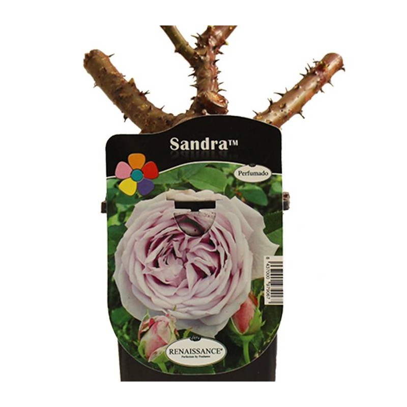 Rosal Sandra