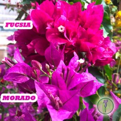 Bougainvillea