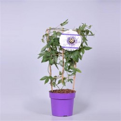 Passiflora damsel's delight