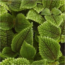 Pilea alumi