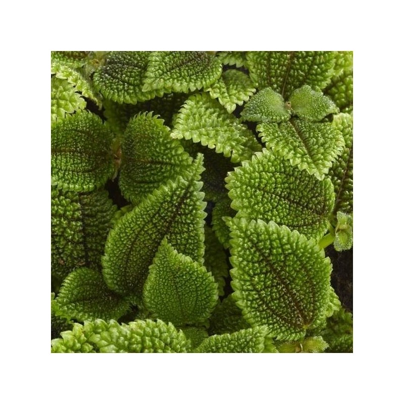 Pilea alumi