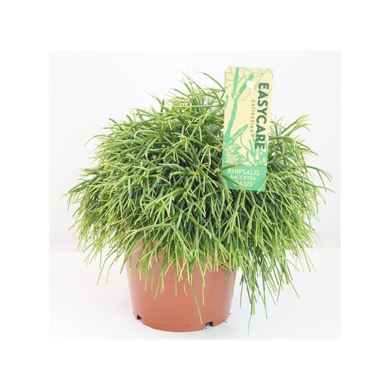 Cactus rhipsalis baccifera oasis