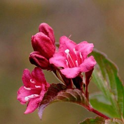 Weigelia florida red prince