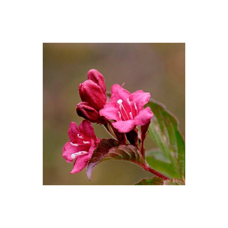 Weigelia florida red prince