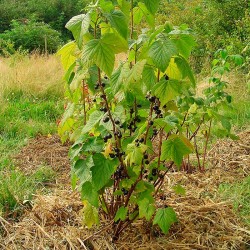 Grosella negra