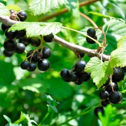 Grosella negra