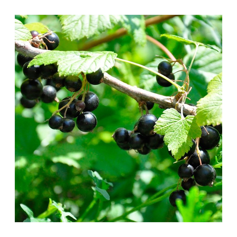 Grosella negra