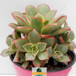 aeonium kiwi