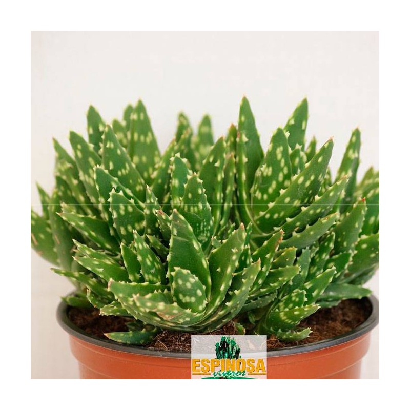 Aloe mitriformis sp