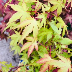 Acer palmatum katsura