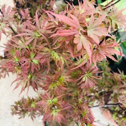 Acer Palmatum Shaine