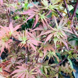 Acer Palmatum Shaine