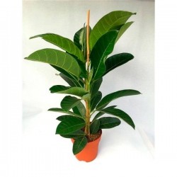 Ficus benghalensis