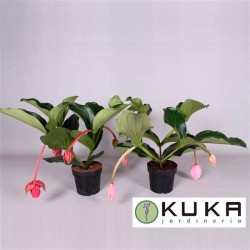 Medinella magnifica flamenco