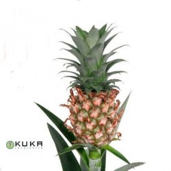 Ananas groen