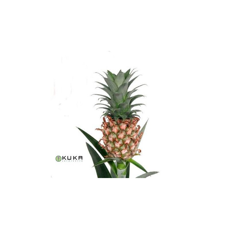 Ananas groen