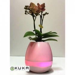 Orquidea musical