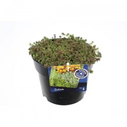 Sedum album coral carpet