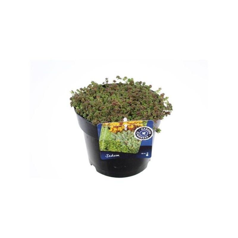 Sedum album coral carpet