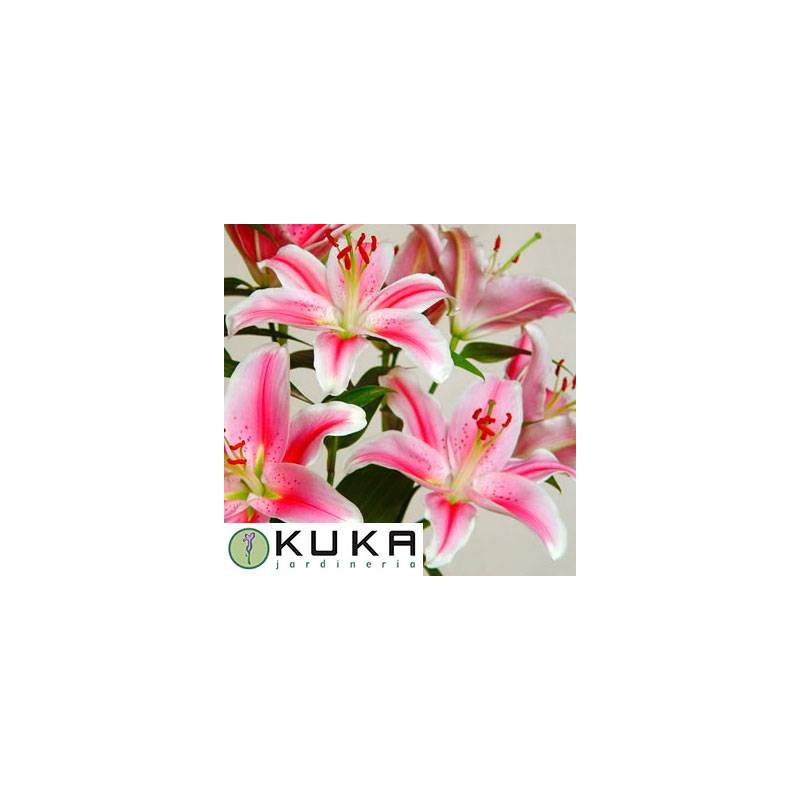 Lilium orientalis