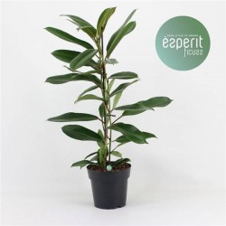 Ficus americana  guianensis