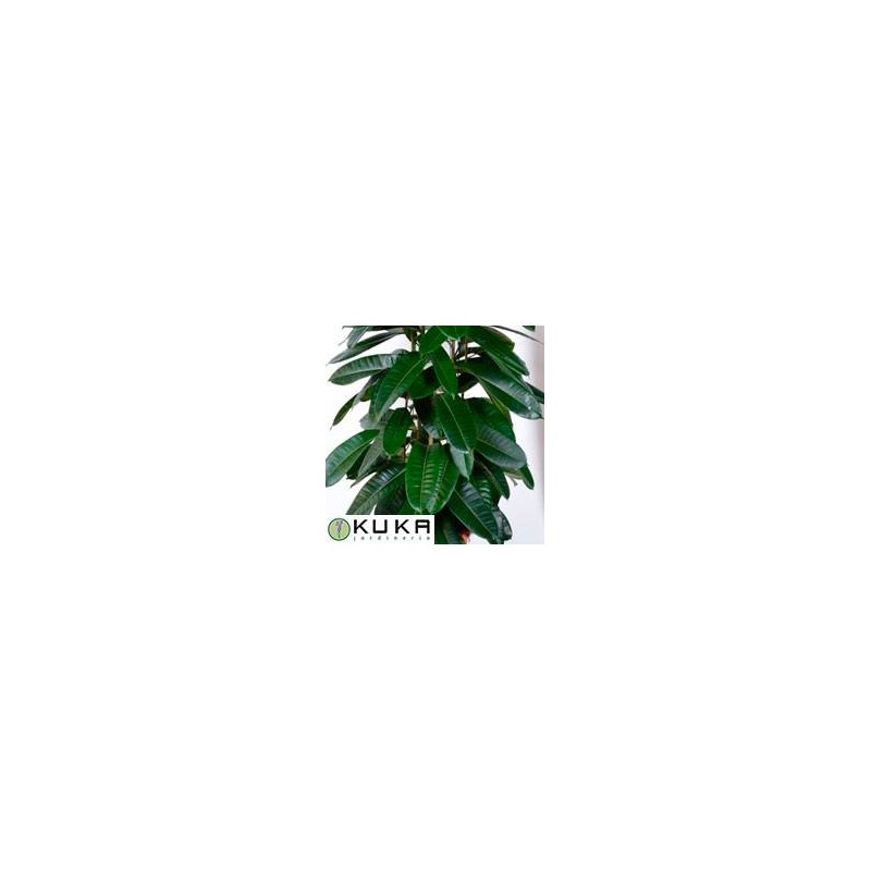 Ficus americana  guianensis