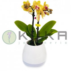 Orquidea musical