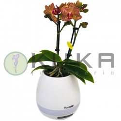 Orquidea musical