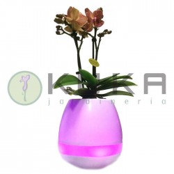 Orquidea musical