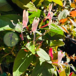Lonicera brownii dropmore scarlet