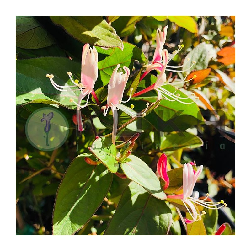 Lonicera brownii dropmore scarlet